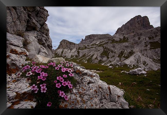 Blooming Dolomites Framed Print by Thomas Schaeffer