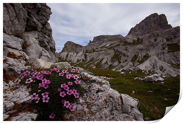 Blooming Dolomites Print by Thomas Schaeffer