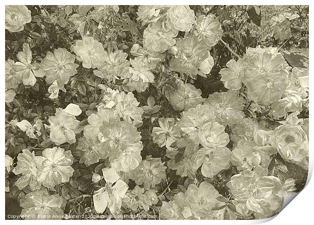 Wild Roses in England Print by Elaine Anne Baxter