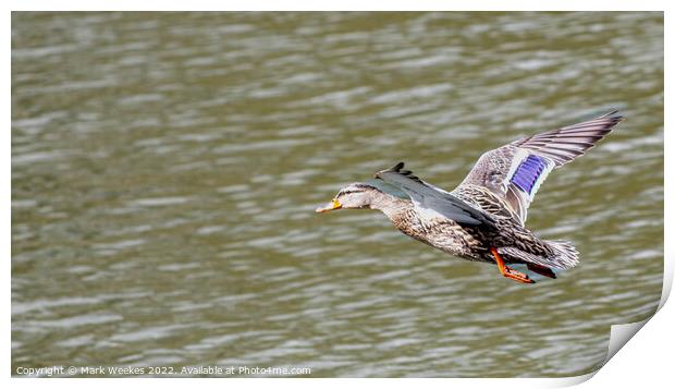 Duck Print by Mark Weekes