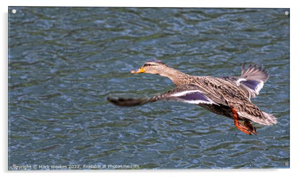 Duck Acrylic by Mark Weekes