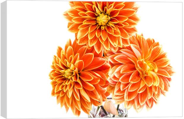 Three Orange Dahlias In A Vase At A Village Flower Show Canvas Print by Peter Greenway