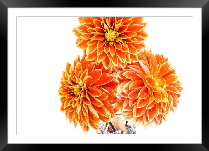 Three Orange Dahlias In A Vase At A Village Flower Show Framed Mounted Print by Peter Greenway