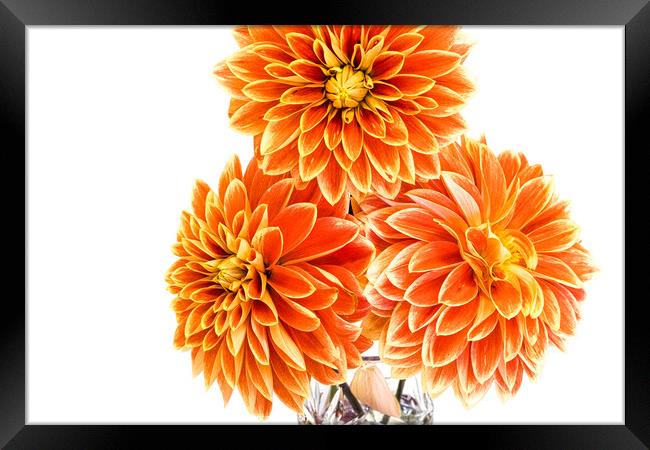 Three Orange Dahlias In A Vase At A Village Flower Show Framed Print by Peter Greenway