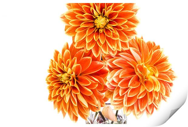 Three Orange Dahlias In A Vase At A Village Flower Show Print by Peter Greenway