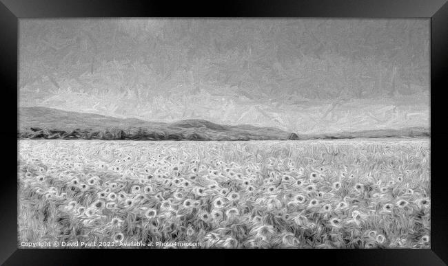 Sunflower Panorama Vista  Framed Print by David Pyatt