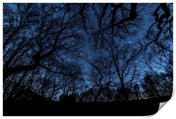 Orion in the trees Print by Pete Collins