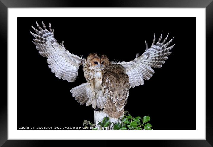 Tawny Owls Framed Mounted Print by Dave Burden