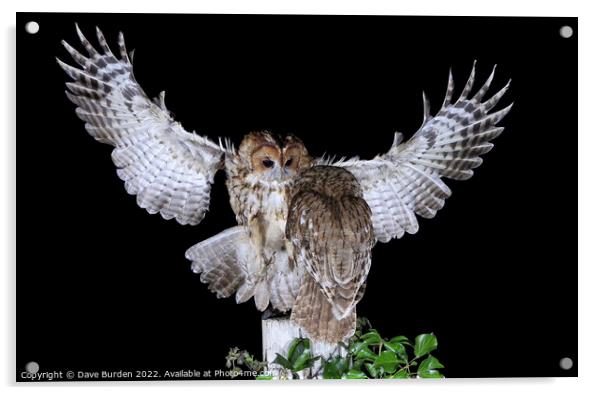 Tawny Owls Acrylic by Dave Burden