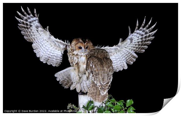 Tawny Owls Print by Dave Burden