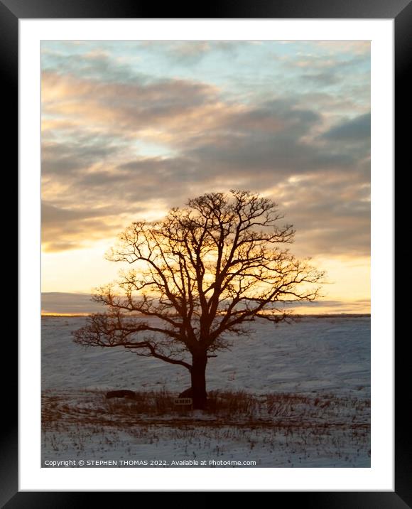 Albert The Tree at Sunset Framed Mounted Print by STEPHEN THOMAS