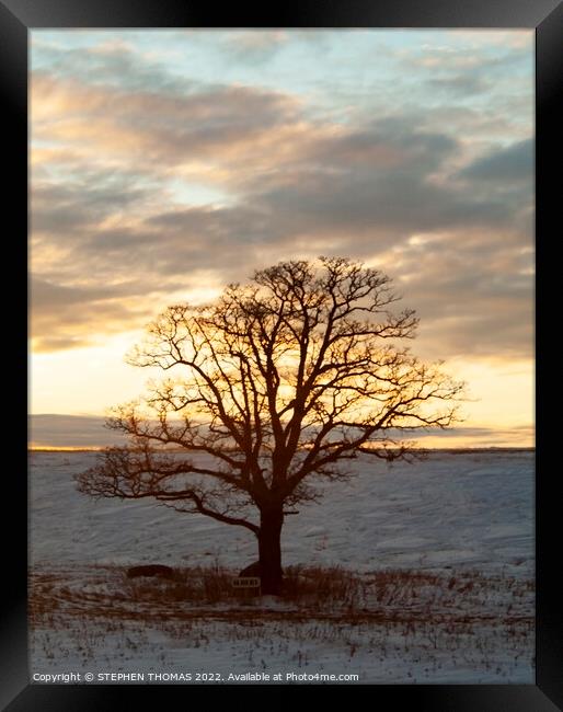 Albert The Tree at Sunset Framed Print by STEPHEN THOMAS