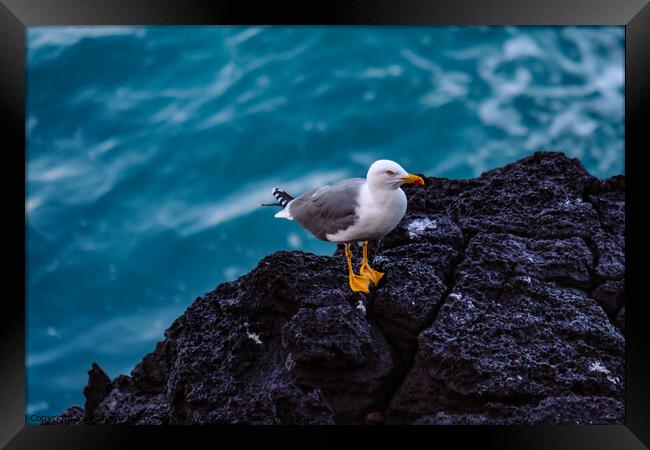 A young Yellow-legged Gull stands on a cliff above the Atlantic  Framed Print by Wilhelm Menze