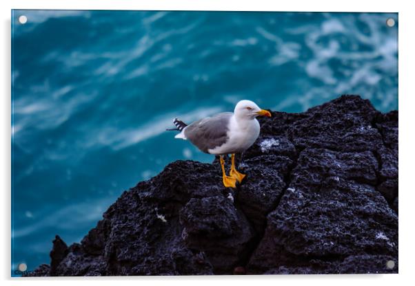A young Yellow-legged Gull stands on a cliff above the Atlantic  Acrylic by Wilhelm Menze
