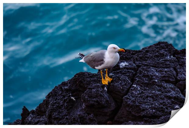 A young Yellow-legged Gull stands on a cliff above the Atlantic  Print by Wilhelm Menze
