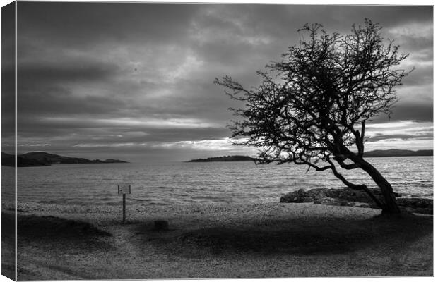 The kippford tree southwest Scotland Dumfries  Canvas Print by christian maltby