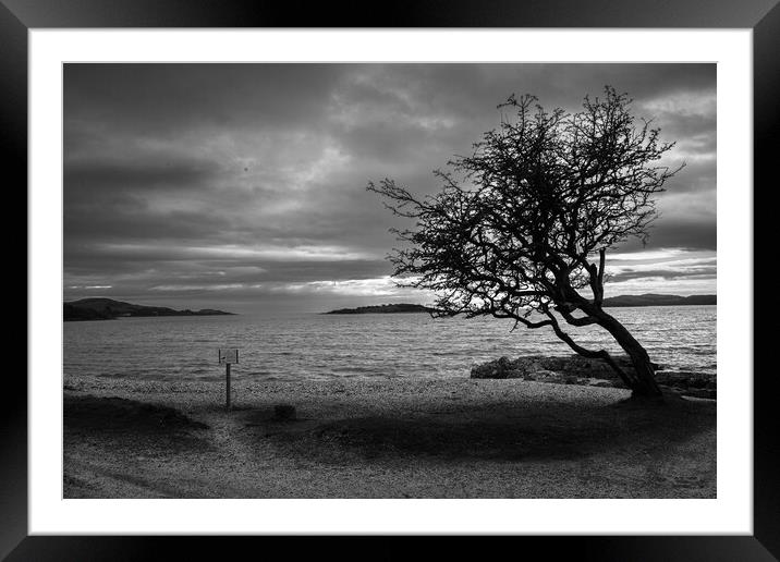The kippford tree southwest Scotland Dumfries  Framed Mounted Print by christian maltby