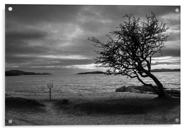 The kippford tree southwest Scotland Dumfries  Acrylic by christian maltby