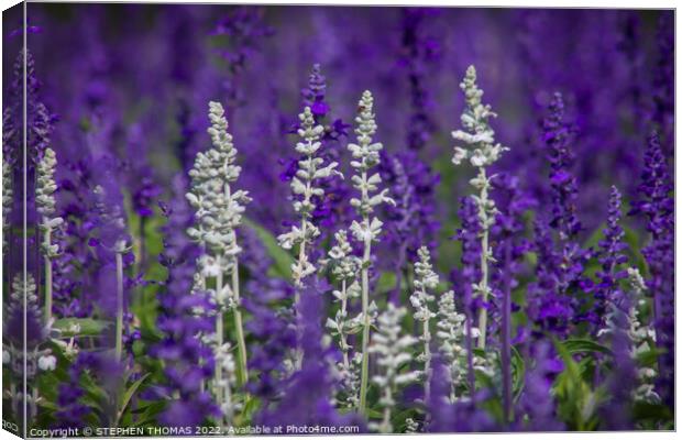 White and Lavender Forest Canvas Print by STEPHEN THOMAS