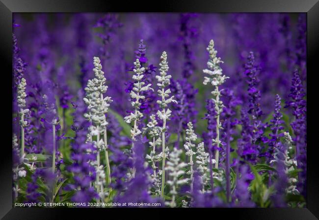 White and Lavender Forest Framed Print by STEPHEN THOMAS