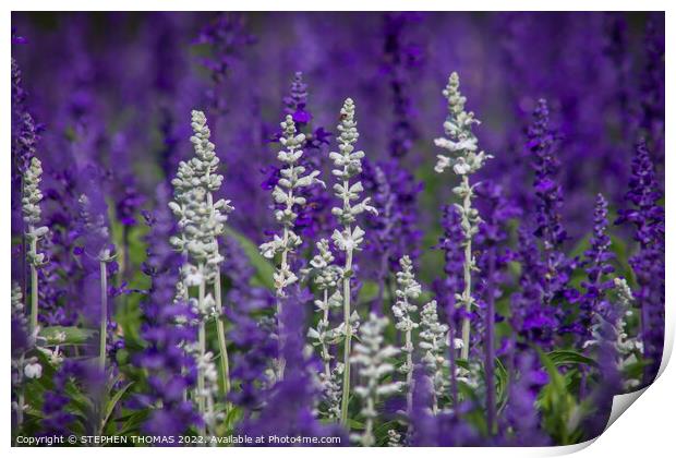 White and Lavender Forest Print by STEPHEN THOMAS