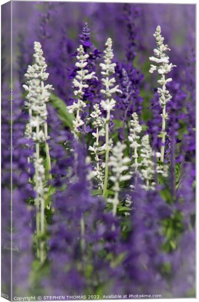 White and Lavender Forest 2 Canvas Print by STEPHEN THOMAS