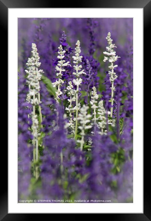 White and Lavender Forest 2 Framed Mounted Print by STEPHEN THOMAS