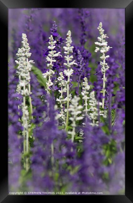 White and Lavender Forest 2 Framed Print by STEPHEN THOMAS