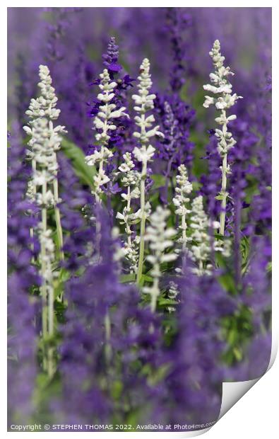 White and Lavender Forest 2 Print by STEPHEN THOMAS