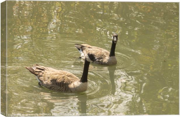 Canada Geese - Nice Day For A Swim, Eh? Canvas Print by STEPHEN THOMAS