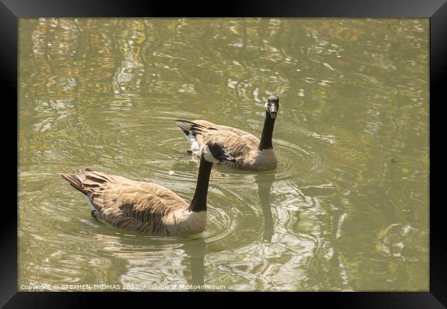 Canada Geese - Nice Day For A Swim, Eh? Framed Print by STEPHEN THOMAS