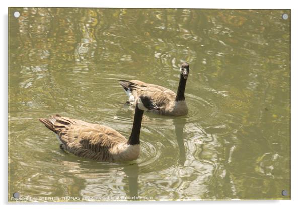 Canada Geese - Nice Day For A Swim, Eh? Acrylic by STEPHEN THOMAS