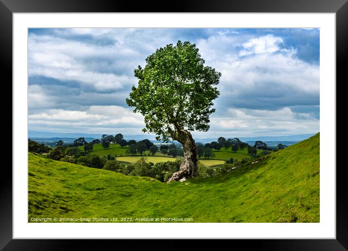A Lonely Tree Framed Mounted Print by Storyography Photography