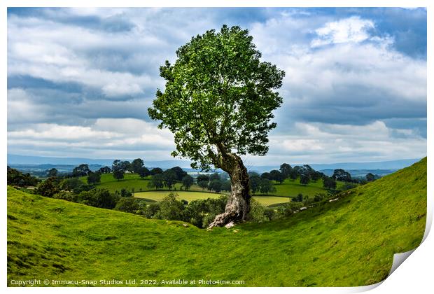 A Lonely Tree Print by Storyography Photography