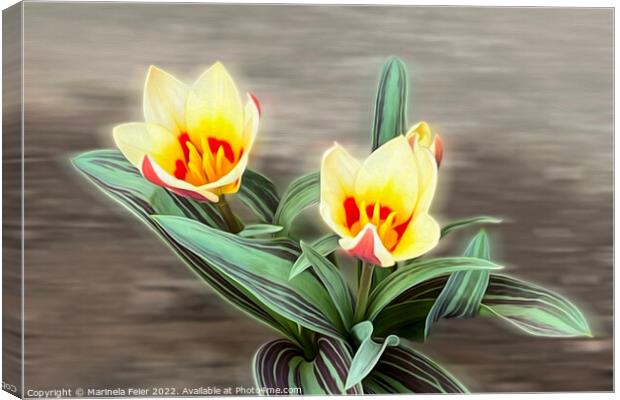 The first tulips Canvas Print by Marinela Feier