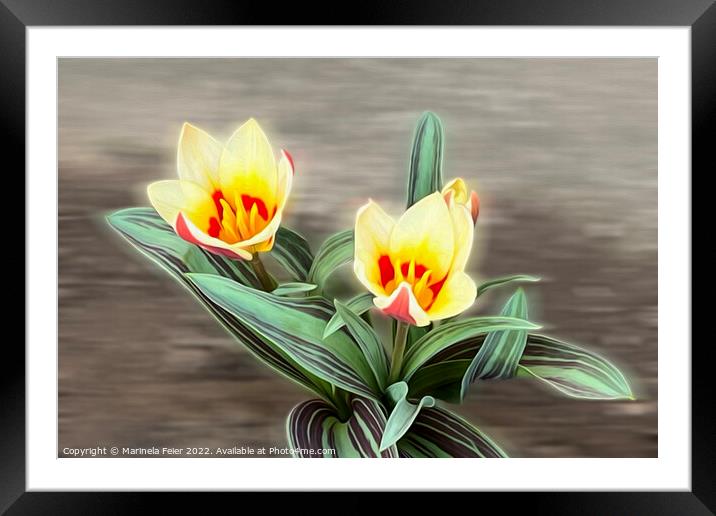 The first tulips Framed Mounted Print by Marinela Feier