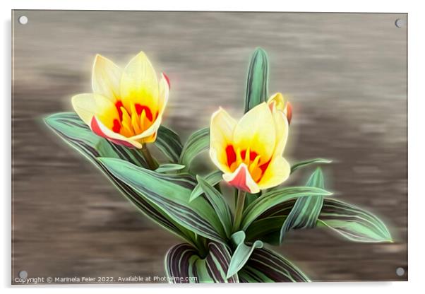 The first tulips Acrylic by Marinela Feier
