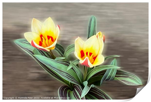 The first tulips Print by Marinela Feier