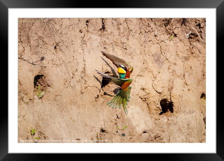 European bee-eater (Merops apiaster) Framed Mounted Print by Graham Prentice