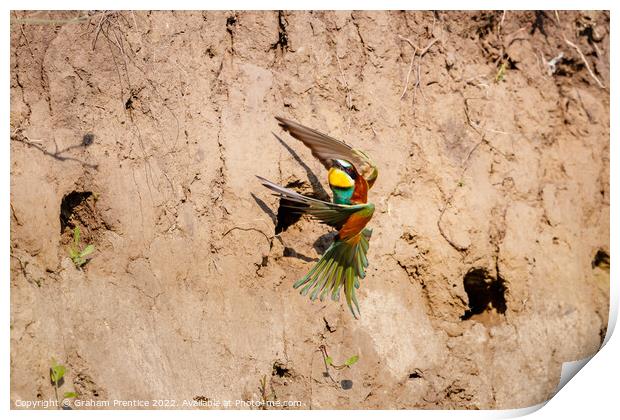 European bee-eater (Merops apiaster) Print by Graham Prentice