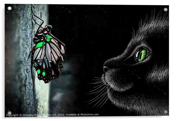 The Cat and Butterfly Acrylic by Storyography Photography