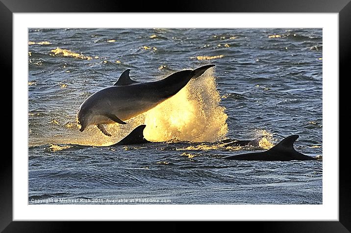 Early Morning Dolphins Framed Mounted Print by Michael Rich