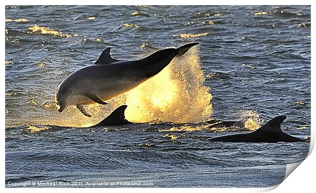 Early Morning Dolphins Print by Michael Rich