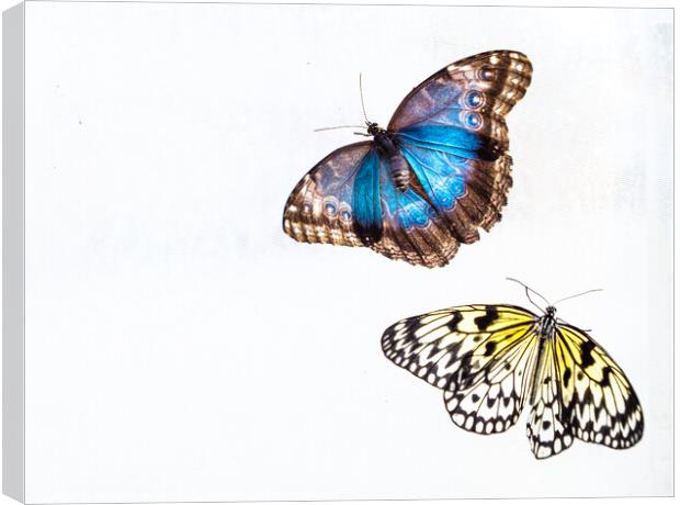 'Blue Morpho' & 'Tree Nymph' Butterflies In Blenheim Palace Butt Canvas Print by Peter Greenway