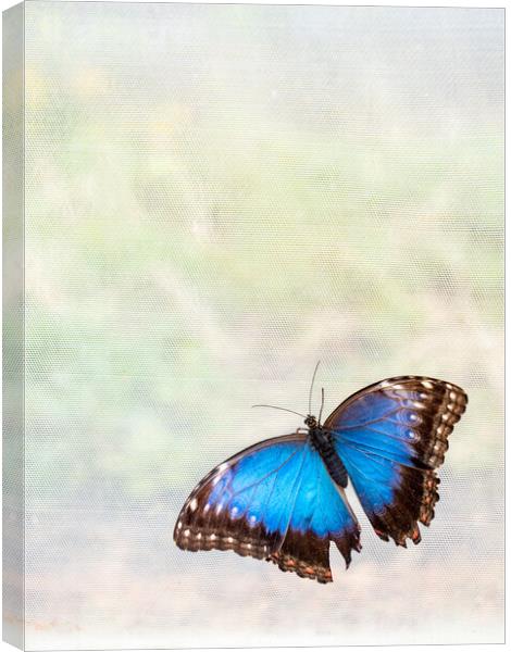 'Blue Morpho' Butterfly In Blenheim Palace Butterfly House Canvas Print by Peter Greenway