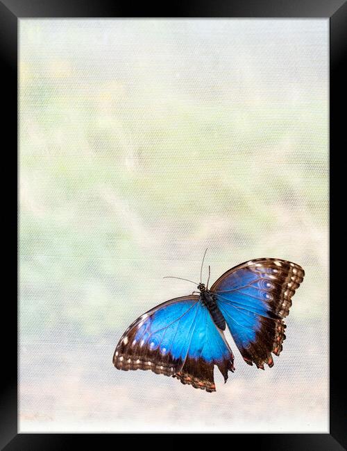'Blue Morpho' Butterfly In Blenheim Palace Butterfly House Framed Print by Peter Greenway
