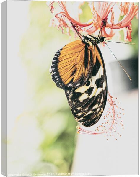 'Plain Tiger' Butterfly Canvas Print by Peter Greenway