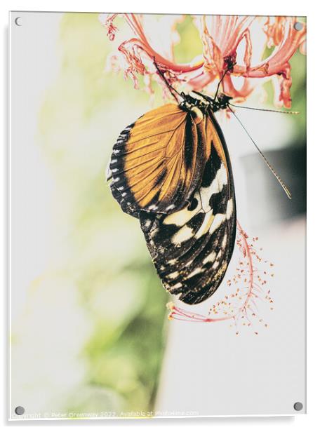 'Plain Tiger' Butterfly Acrylic by Peter Greenway