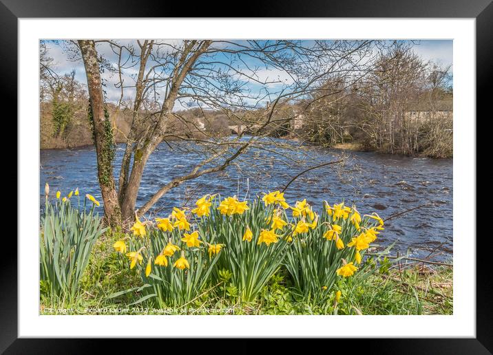 Daffodils on the Riverbank at Barnard Castle, Teesdale Framed Mounted Print by Richard Laidler