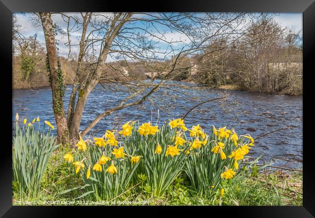 Daffodils on the Riverbank at Barnard Castle, Teesdale Framed Print by Richard Laidler